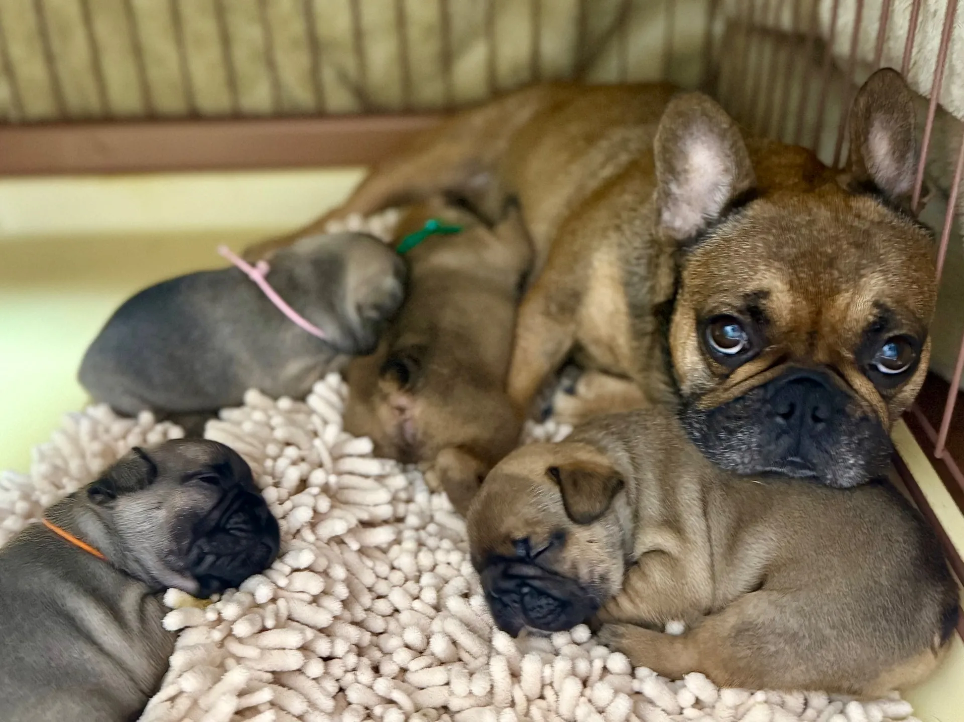 フレンチブルドッグの子犬生まれてます