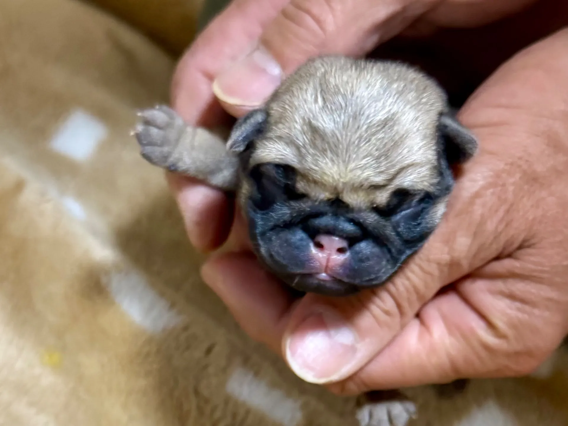 パグの子犬生まれました